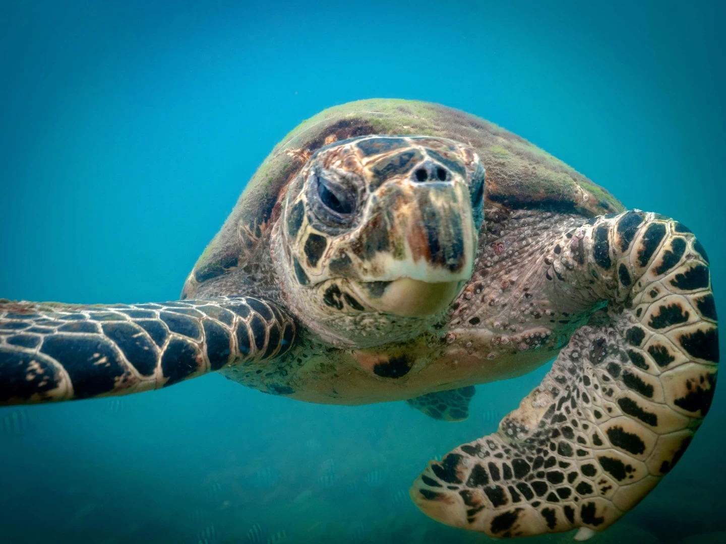 Tudoem Ilhabela