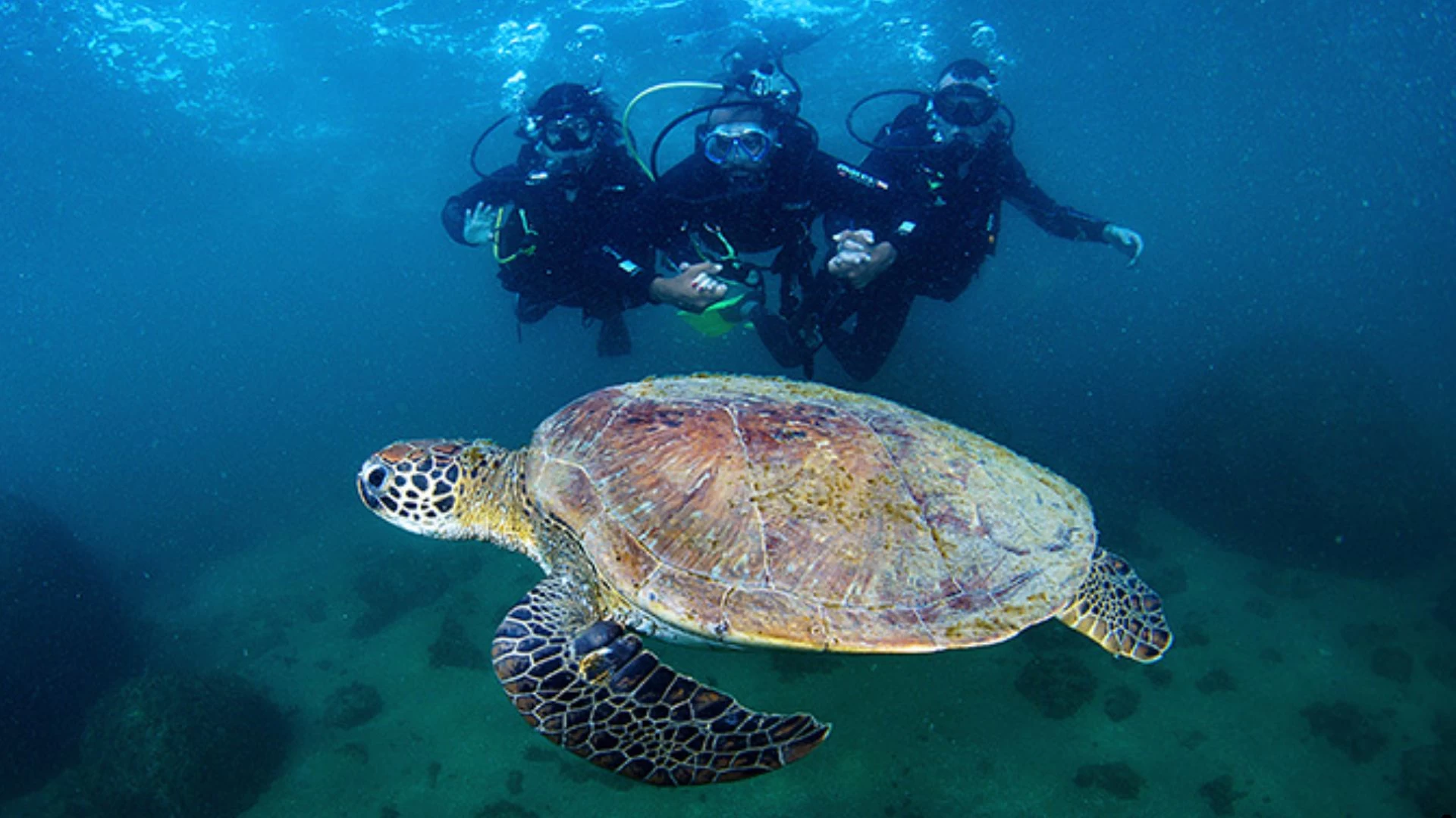 Tudoem Ilhabela