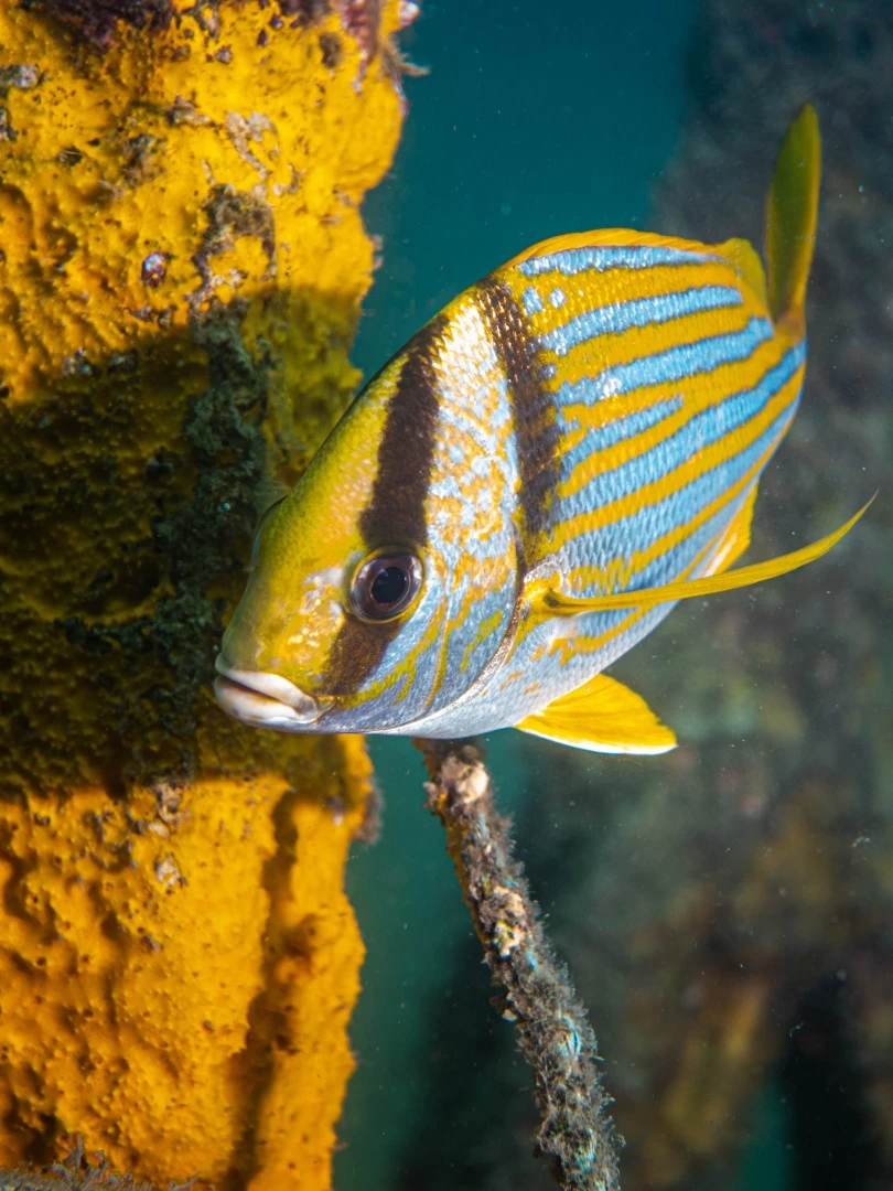 Tudoem Ilhabela