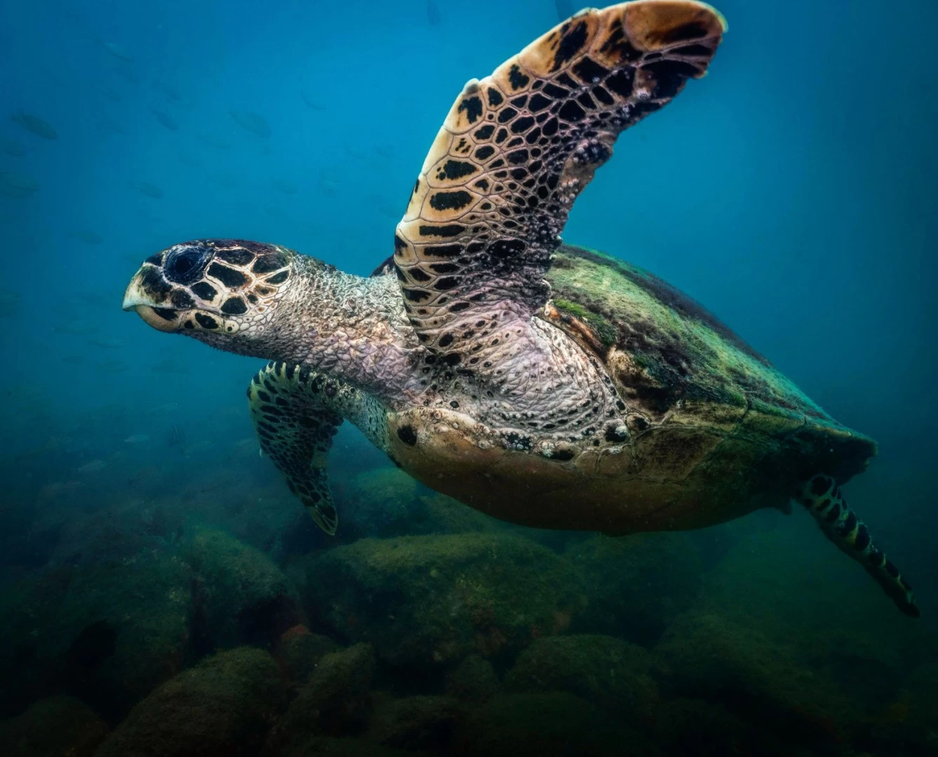 Tudoem Ilhabela