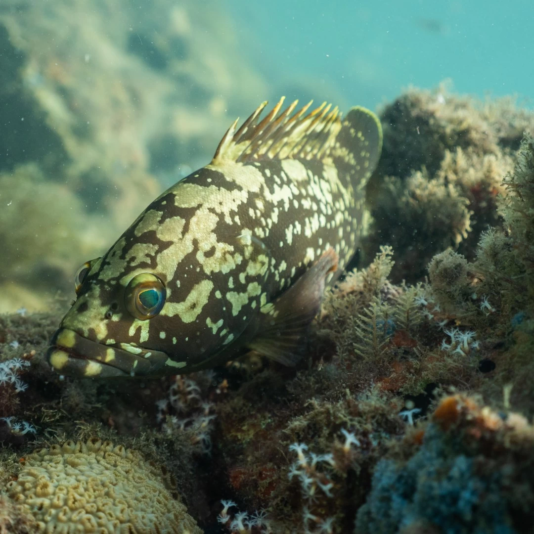 Tudoem Ilhabela