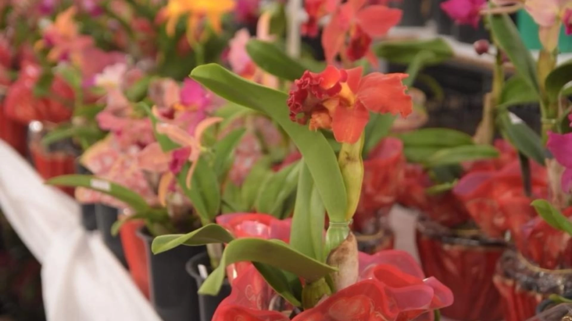 18ª Exposição de Orquídeas de Ilhabela