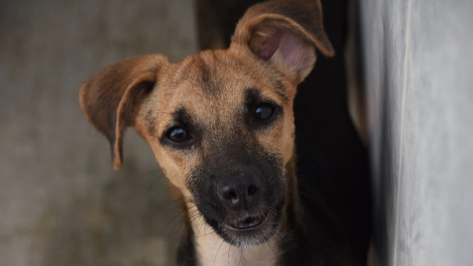 Campanha Semanal de Vacinação Animal