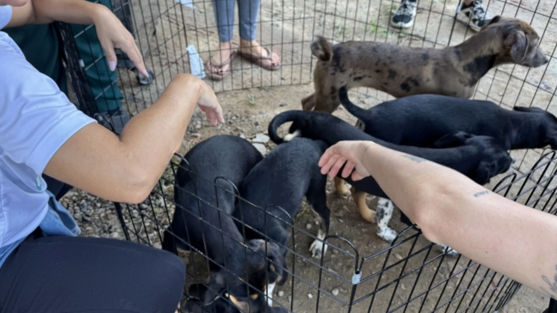 Feira de Adoção de Animais