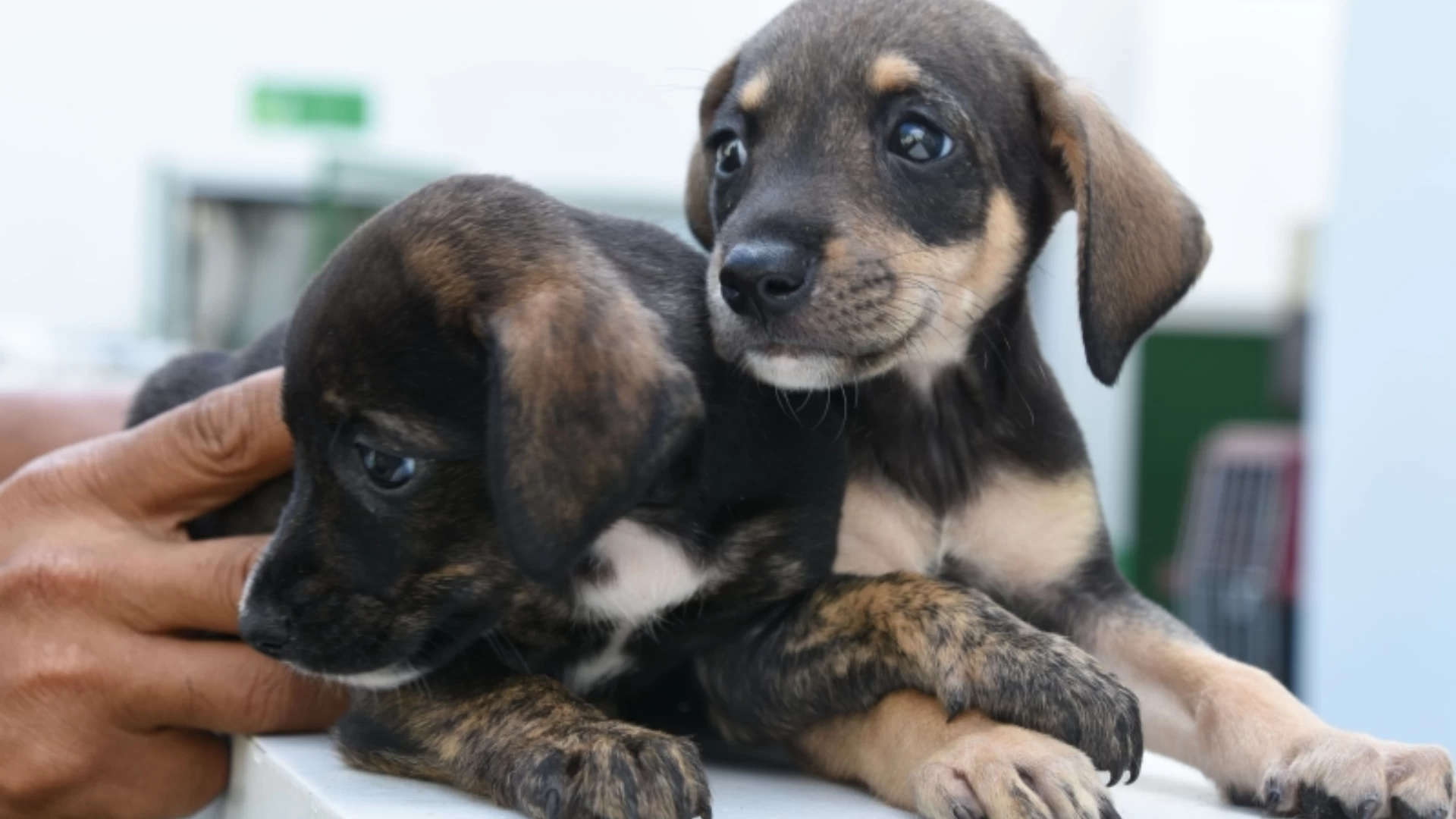 Vacinação exclusiva para cães